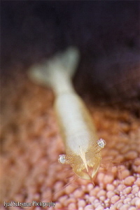 Starfish Shrimp / Yellow / - Zenopontonia soror (no crop) by Iyad Suleyman 